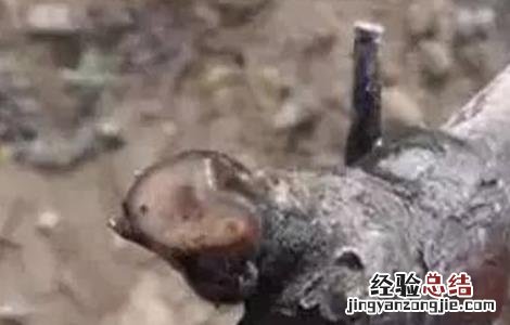 葡萄伤流期管理要点 葡萄伤流期是什么意思
