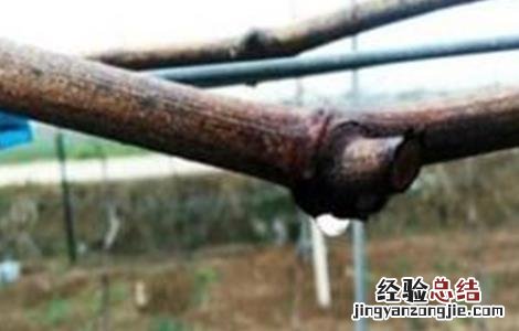 葡萄伤流期管理要点 葡萄伤流期是什么意思