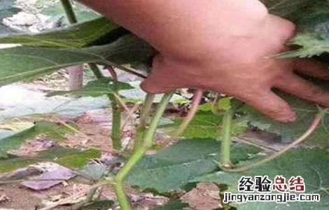 葡萄伤流期管理要点 葡萄伤流期是什么意思