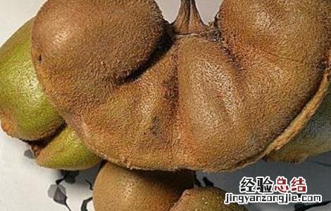 猕猴桃畸形原因及防治措施 猕猴桃畸形原因及防治措施视频
