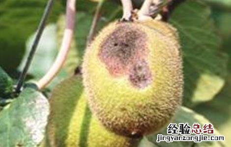 猕猴桃畸形原因及防治措施 猕猴桃畸形原因及防治措施视频