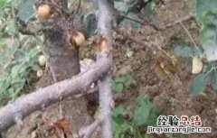 幼龄果树抽条原因及预防措施 预防幼树抽条的措施