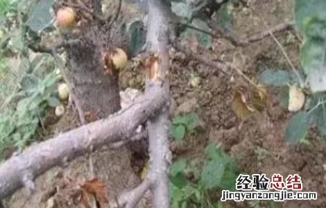 幼龄果树抽条原因及预防措施 预防幼树抽条的措施