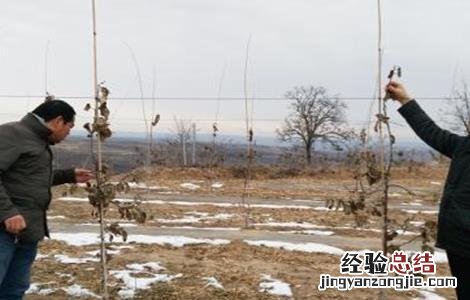 幼龄果树抽条原因及预防措施 预防幼树抽条的措施