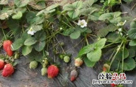 草莓病毒病的防治措施 草莓病毒病的防治措施有哪些