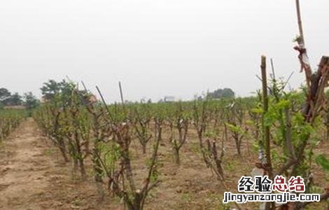 枣树春季管理技术 枣树春季管理技术措施