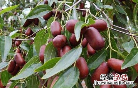 枣树春季管理技术 枣树春季管理技术措施