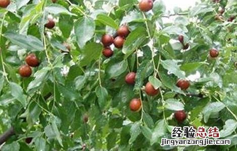 枣树春季管理技术 枣树春季管理技术措施