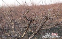 冬季桃树的管理 桃树冬季管理要点