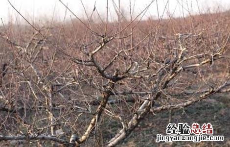 冬季桃树的管理 桃树冬季管理要点