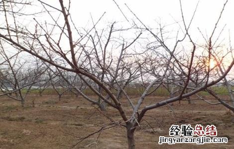 冬季桃树的管理 桃树冬季管理要点