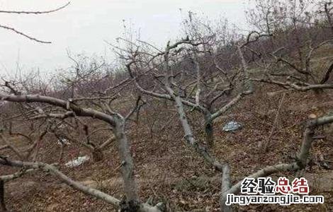 冬季桃树的管理 桃树冬季管理要点