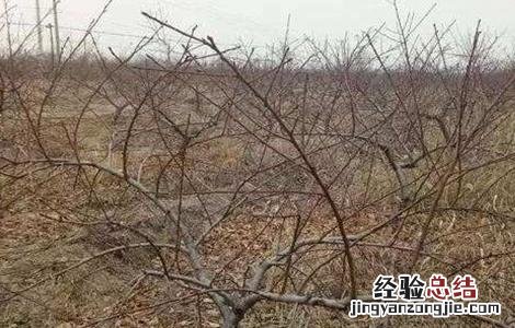 冬季桃树的管理 桃树冬季管理要点
