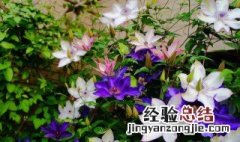 金包银花怎么扦插 金包银花如何繁殖