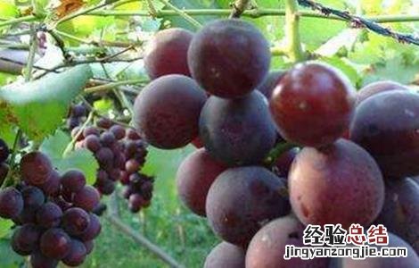 巨峰葡萄的全年管理技术 巨峰葡萄的冬季管理技术