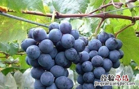 巨峰葡萄的全年管理技术 巨峰葡萄的冬季管理技术