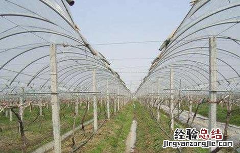 巨峰葡萄的全年管理技术 巨峰葡萄的冬季管理技术