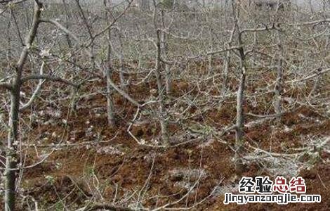 梨树冬季怎么管理 梨树冬季怎么管理的