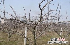 梨树冬季怎么管理 梨树冬季怎么管理的