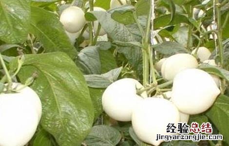 人参果卷叶原因及防治措施 人参果卷叶原因及防治措施视频