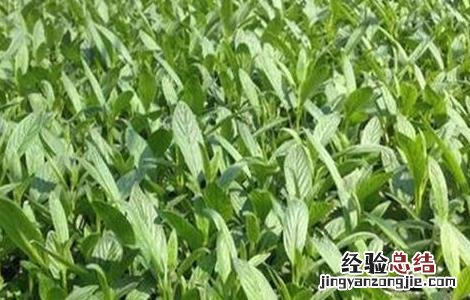人参果卷叶原因及防治措施 人参果卷叶原因及防治措施视频