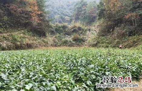 黑老虎的育苗方法 黑老虎种子育苗技术指南