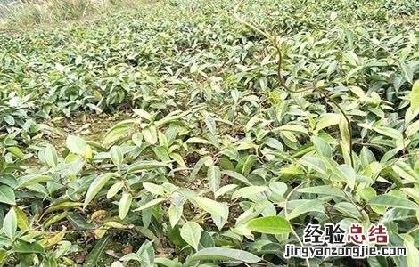 黑老虎的育苗方法 黑老虎种子育苗技术指南