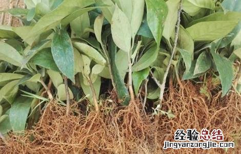 黑老虎的育苗方法 黑老虎种子育苗技术指南