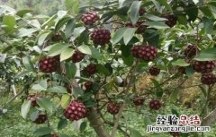 黑老虎怎么修剪枝条 黑老虎的修剪技术