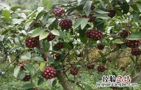 黑老虎怎么修剪枝条 黑老虎的修剪技术