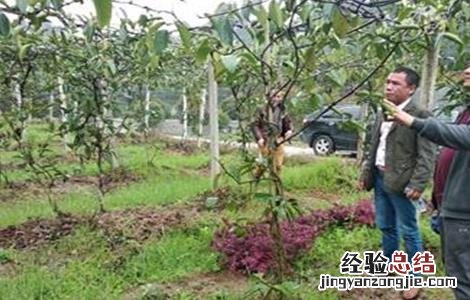黑老虎怎么修剪枝条 黑老虎的修剪技术