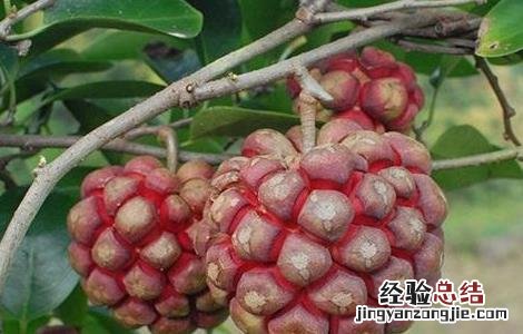 黑老虎怎么修剪枝条 黑老虎的修剪技术