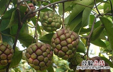 黑老虎怎么修剪枝条 黑老虎的修剪技术