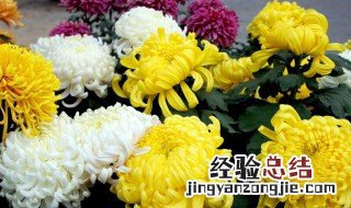 菊花有哪些品种及图片 菊花有哪些品种