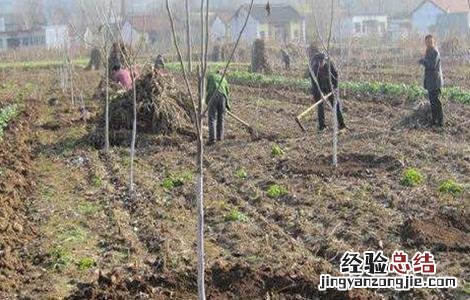 核桃树抗寒吗 核桃树冬季防寒技术