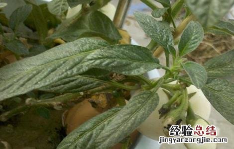 人参果畸形原因及防治方法 人参果畸形原因及防治方法是什么