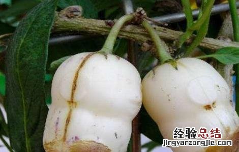 人参果畸形原因及防治方法 人参果畸形原因及防治方法是什么