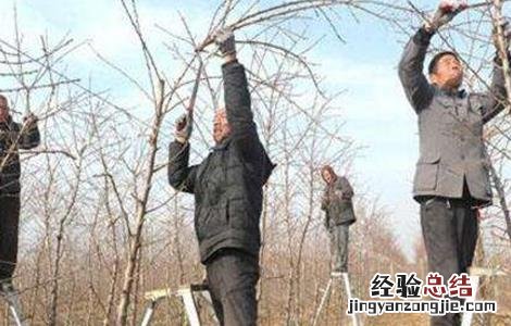 桃树冬剪什么时间最好 桃树冬剪什么时间最好呢