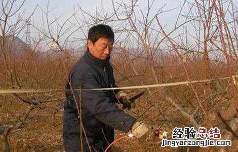 桃树冬剪什么时间最好 桃树冬剪什么时间最好呢
