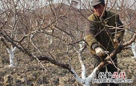 桃树冬剪什么时间最好 桃树冬剪什么时间最好呢