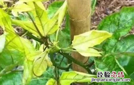 百香果苗枯萎怎么办 百香果僵苗怎么办
