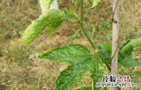 百香果苗枯萎怎么办 百香果僵苗怎么办