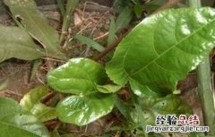 百香果苗枯萎怎么办 百香果僵苗怎么办