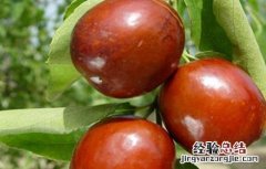 枣树种植管理要点 枣树种植管理要点是什么