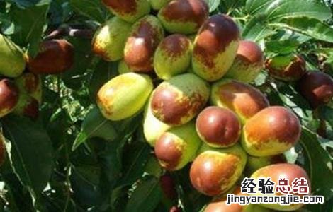 枣树种植管理要点 枣树种植管理要点是什么