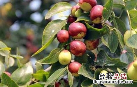 枣树种植管理要点 枣树种植管理要点是什么