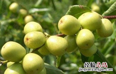 枣树种植管理要点 枣树种植管理要点是什么