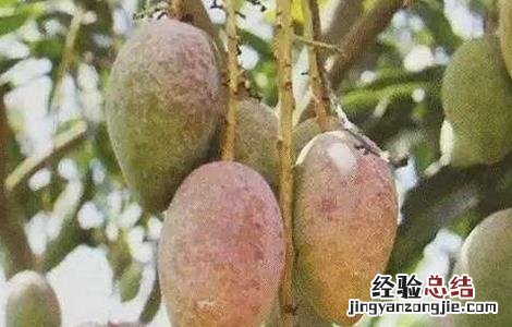 芒果套袋后打什么药防露水斑 芒果露水斑的防治措施