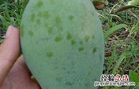芒果套袋后打什么药防露水斑 芒果露水斑的防治措施