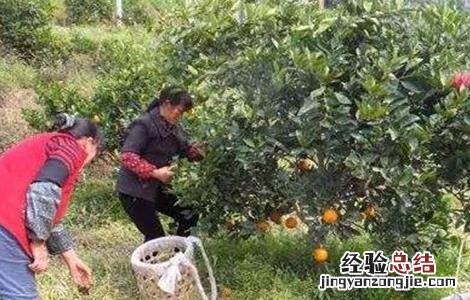 冬季柑桔怎么管理好 柑桔冬季管理技术
